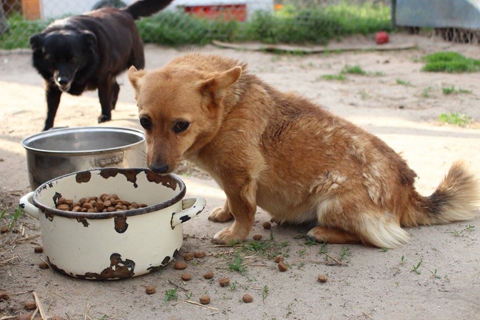 Tierheim Polen Hunde –